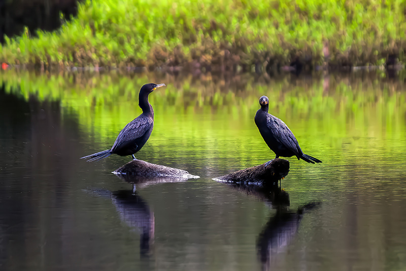 duas aves pousadas sobre um tronco flutuante num rio em cores