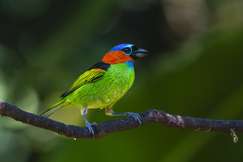 Pequeno passarinho colorido da Mata Atlântica